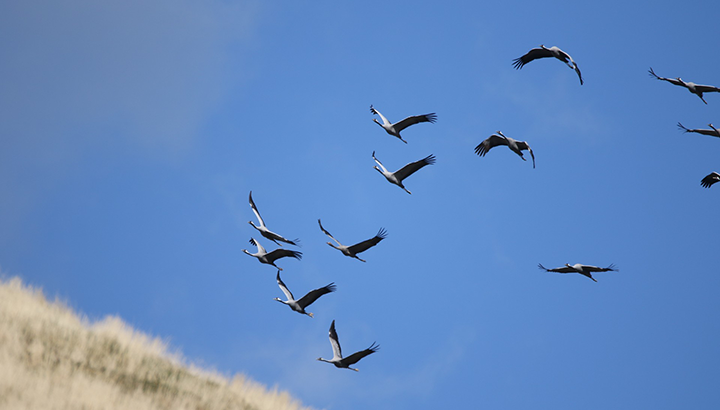 Col d’Organbidexka : clap de fin pour la saison 2025 de suivi de la migration !